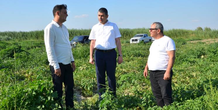 Kürdəmir Rayon İcra Hakimiyyəti başçısı bostan sahələrinə baxış keçirib.